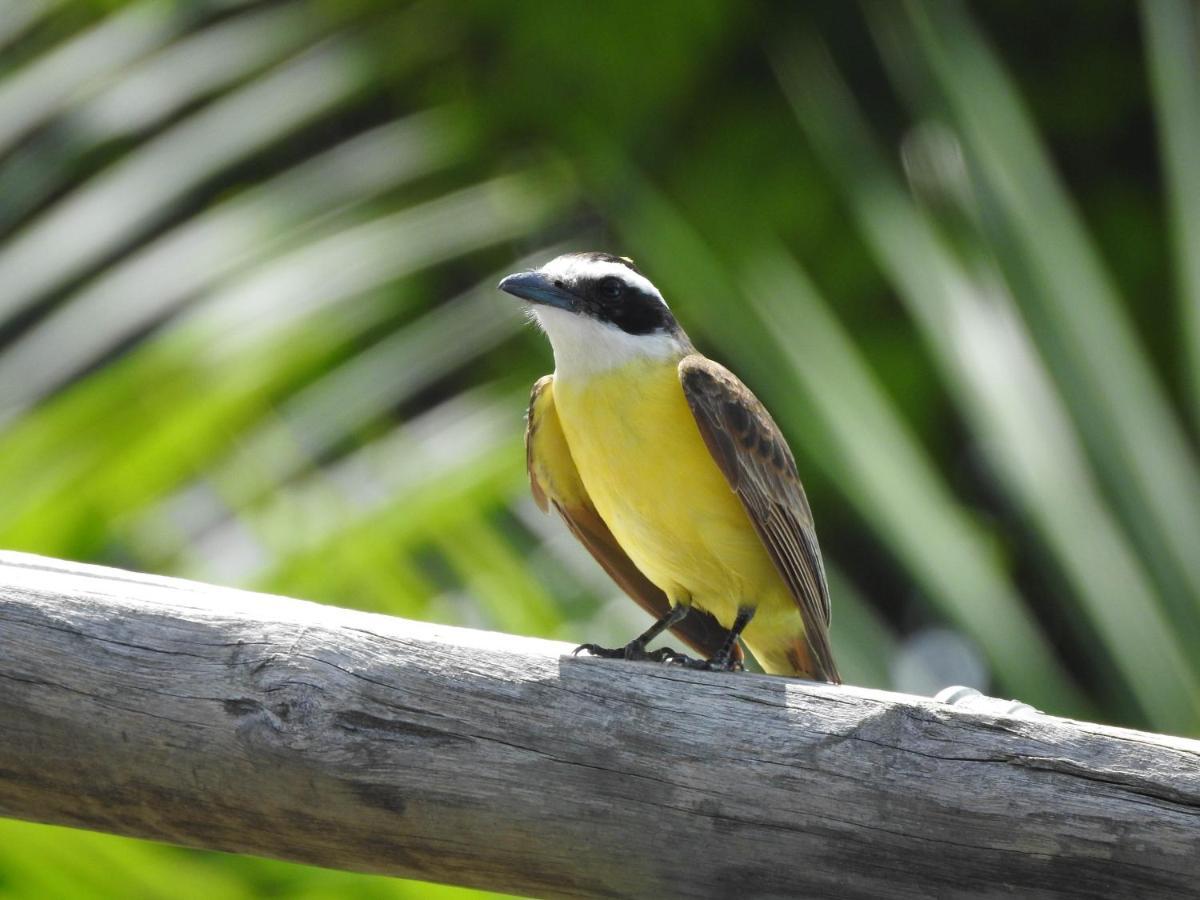 Pousada Morada dos Ventos Praia de Pipa Exterior foto